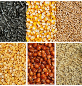 пшеница, ячмень, кукуруза, просо, горох, семечка